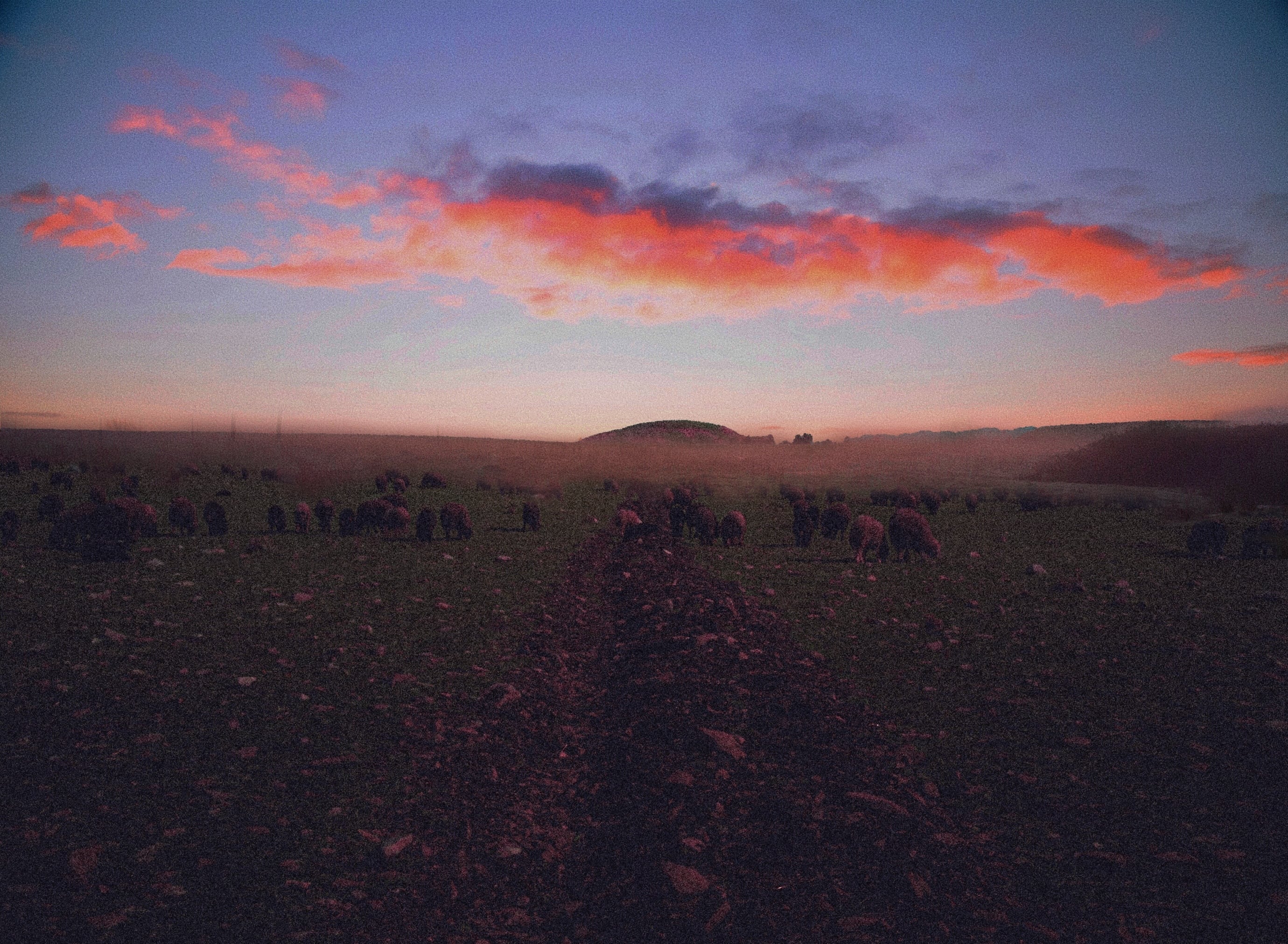 Field of sheep with morning sunrise